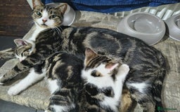 British Shorthair cats for sale: 3 Lovely Kittens Looking for their forever homes  - Image 2