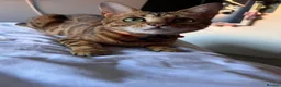 Bengal cats for sale: Bengal Mix kittens 🐱  in Hinckley - Advert 7
