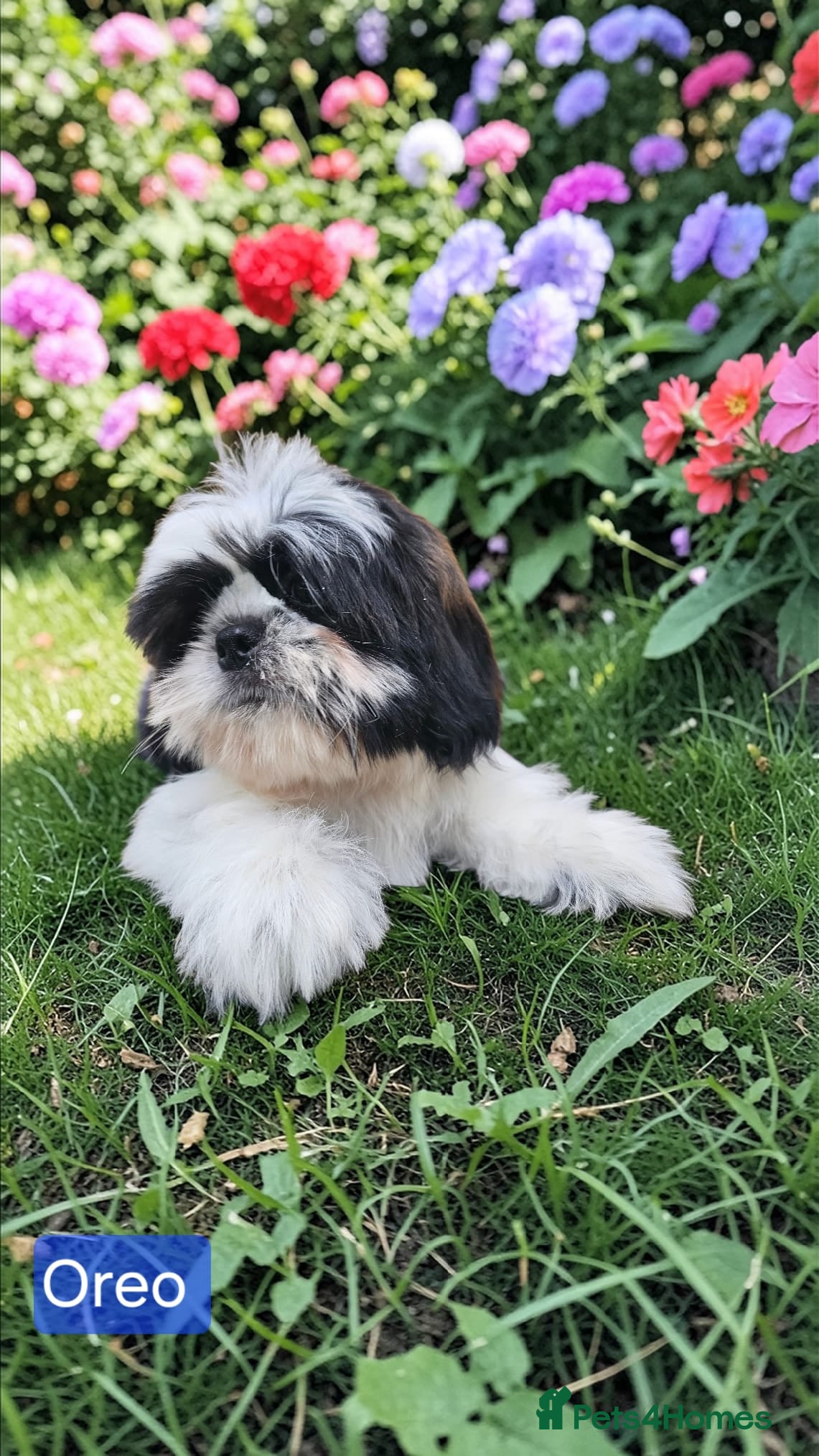 Shih Tzu dogs  💞 QUALITY STANDARD SHIH TZU 💕 - Advert 3
