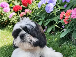 Shih Tzu dogs 💞 QUALITY STANDARD SHIH TZU 💕 - Advert 3