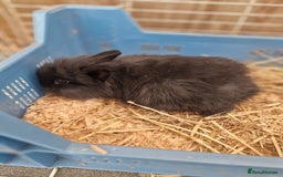 Lionhead rabbits for sale: Baby lionhead rabbits  - Image 5