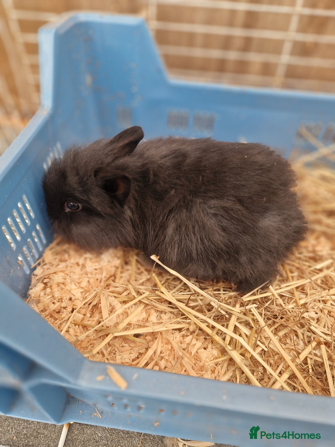 Lionhead rabbits for sale: Baby lionhead rabbits  - Image 5