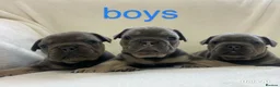 French Bulldog dogs for sale: French Bulldog Blue and Tan Puppies in Great Yarmouth - Advert 6