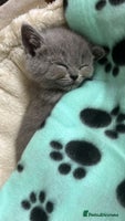 British Shorthair cats - Advert 15
