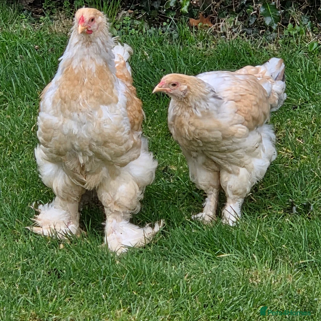 Chickens poultry for sale: Lemon Pyle Brahma Cockerel & Hen in Carnforth - Advert 2