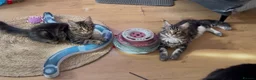 Maine Coon cats for sale: TICA EXCEPTIONAL GIANT & GENTLE MAINE COON KITTENS in Greenford - Advert 10