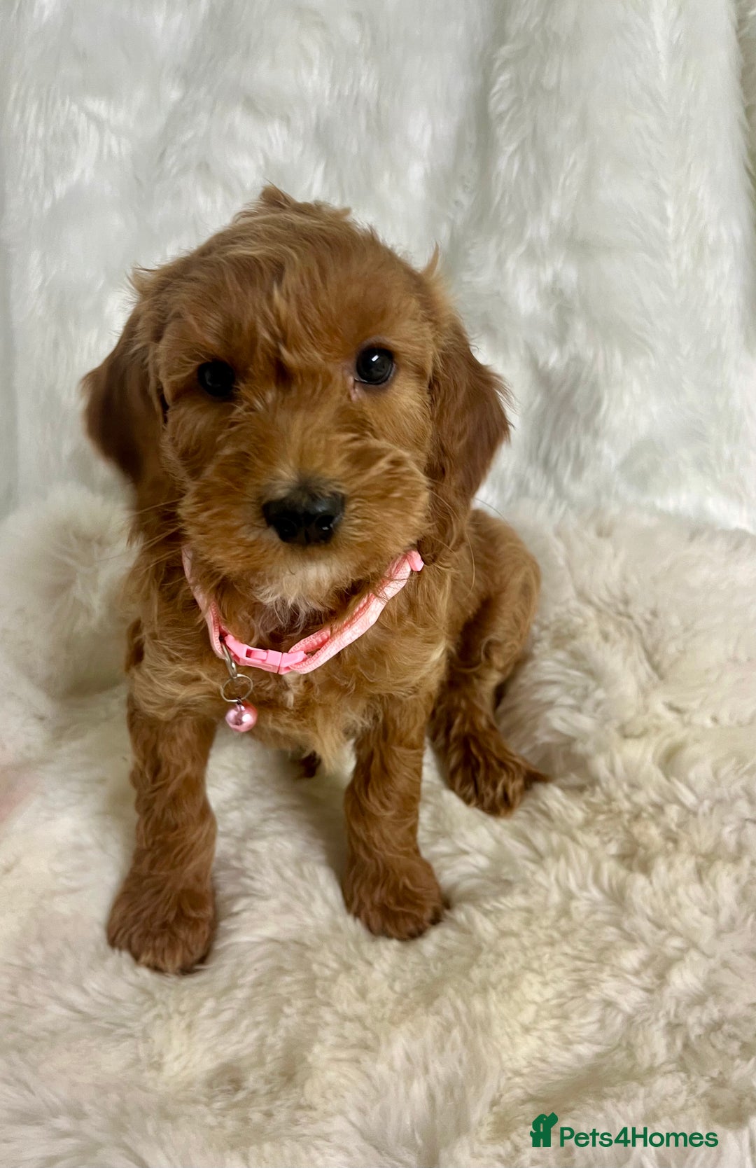 Mini Goldendoodle dogs for sale: Top Quality Miniature Goldendoodle puppies - Advert 9