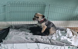 Border Terrier dogs for sale: Blue and Tan Border Terrier Pups, Ready Dec 13th - Advert 12