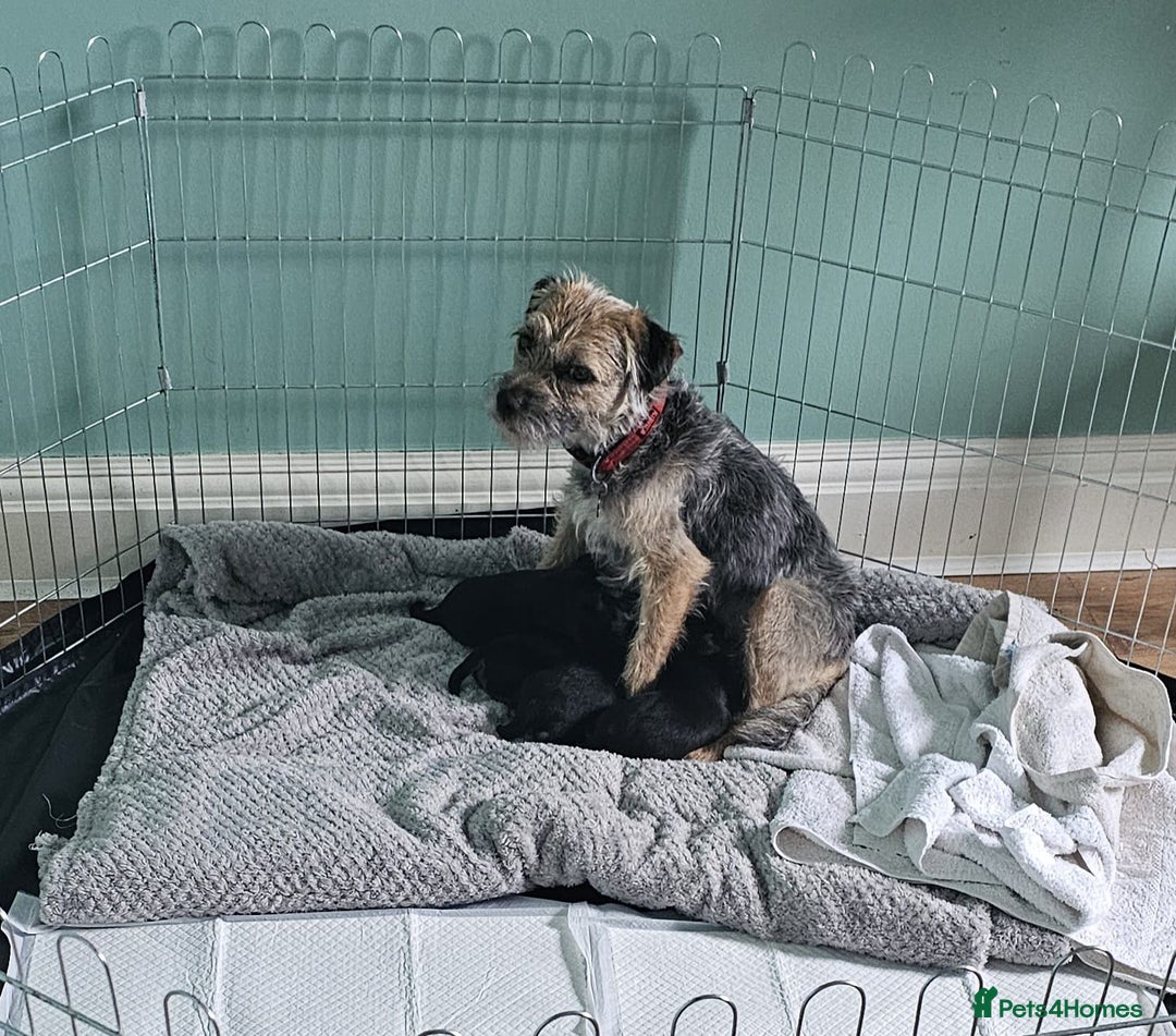 Border Terrier dogs for sale: Blue and Tan Border Terrier Pups, Ready Dec 13th - Advert 12