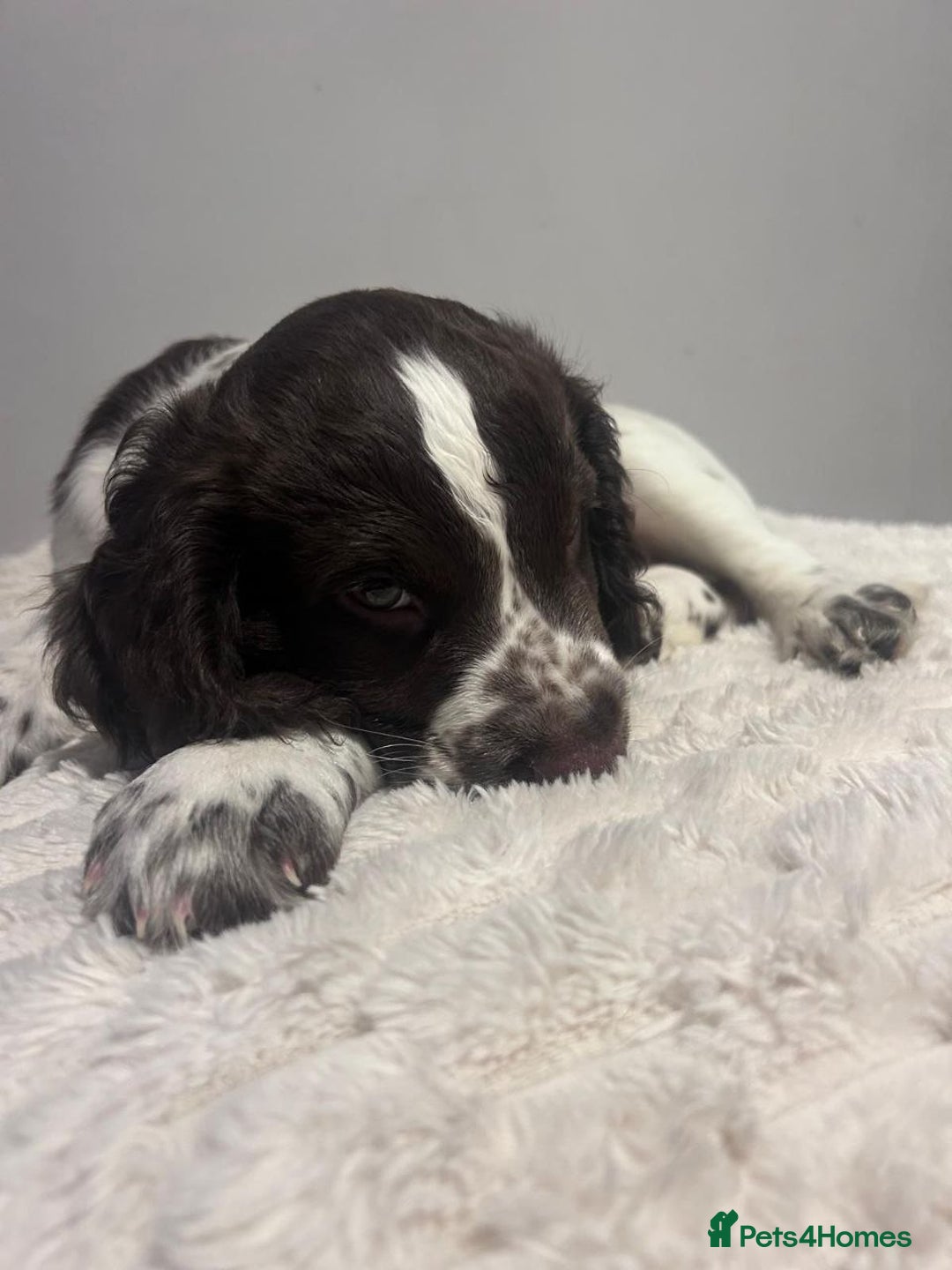 Sprocker dogs for sale: Sprocker puppies for sale - Advert 7