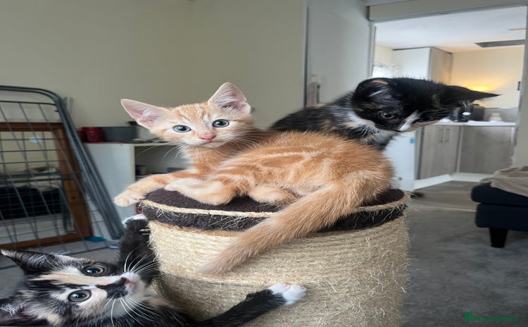 Mixed Breed cats - Advert 4