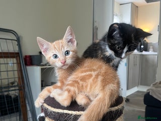 Mixed Breed cats Tortoiseshell and ginger kittens for sale - Advert 16