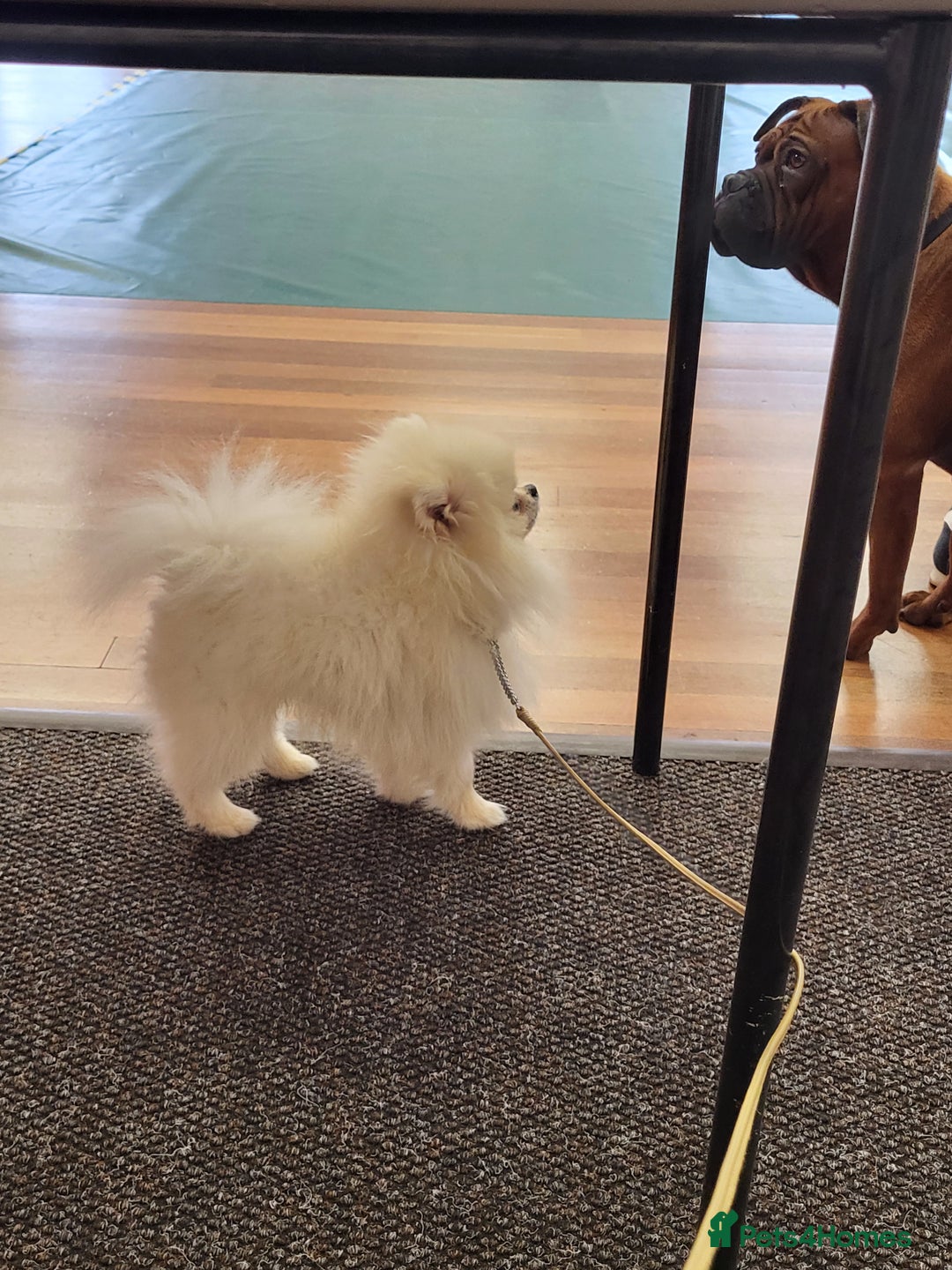 Pomeranian dogs for stud: Tiny1.4kg KC white Top Quality Pomeranian Stud in Coventry - Advert 9