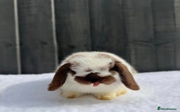 Mini Lop rabbits for sale: ✨Mini Lop Buck Available– Ready for His New Home!✨ - Advert 2