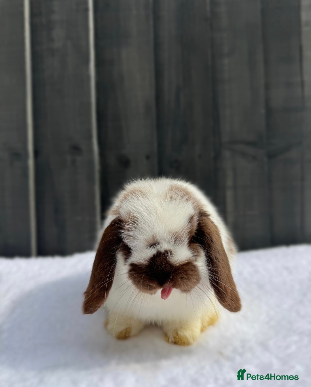 Mini Lop rabbits for sale: ✨Mini Lop Buck Available– Ready for His New Home!✨ - Advert 2