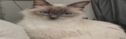 Ragdoll cats for sale: Beautiful pedigree ragdoll kittens  in Petersfield - Advert 12