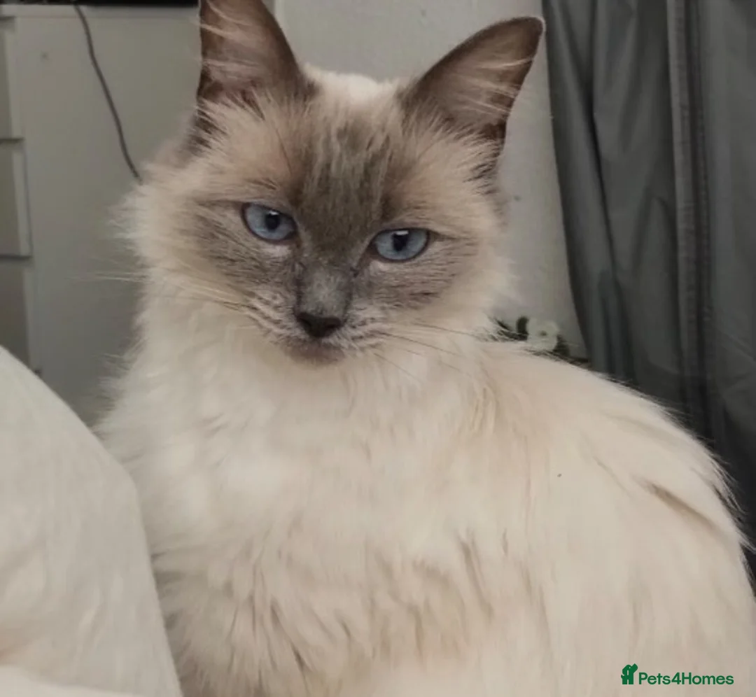Ragdoll cats for sale: Beautiful pedigree ragdoll kittens  in Petersfield - Advert 12