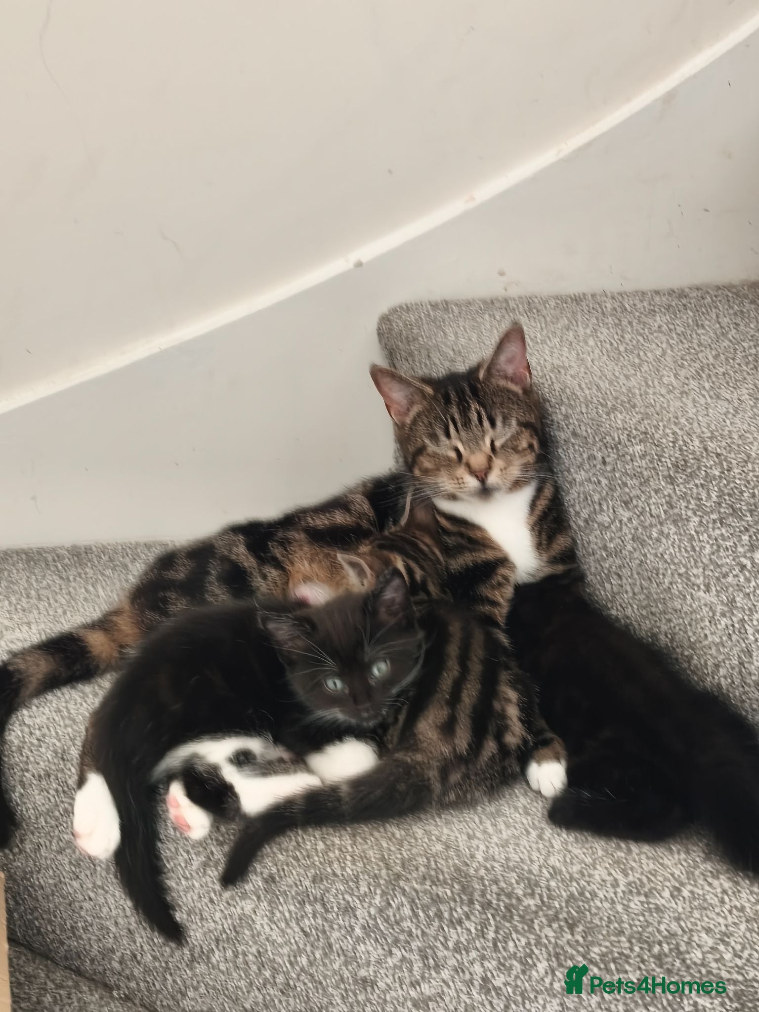 Domestic Shorthair cats TWO beautiful Tabby kittens available  - Advert 3