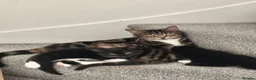 Domestic Shorthair cats for sale: TWO beautiful Tabby kittens available  - Advert 1