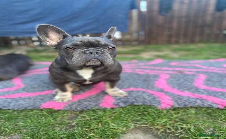 French Bulldog dogs - Advert 4