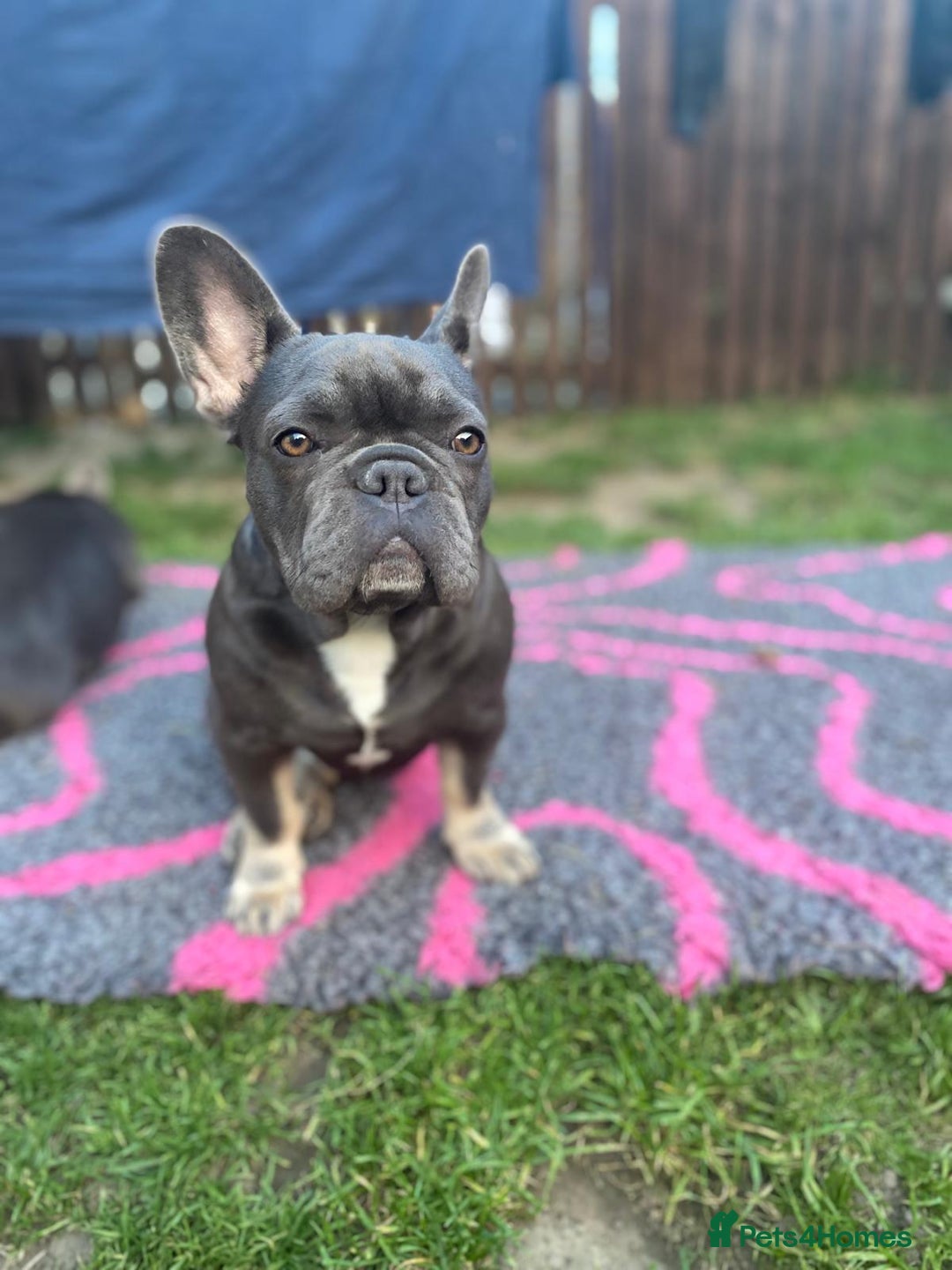 French Bulldog dogs for sale: 🐾 Adorable French Bulldog Puppies for Sale 🐾 - Image 1