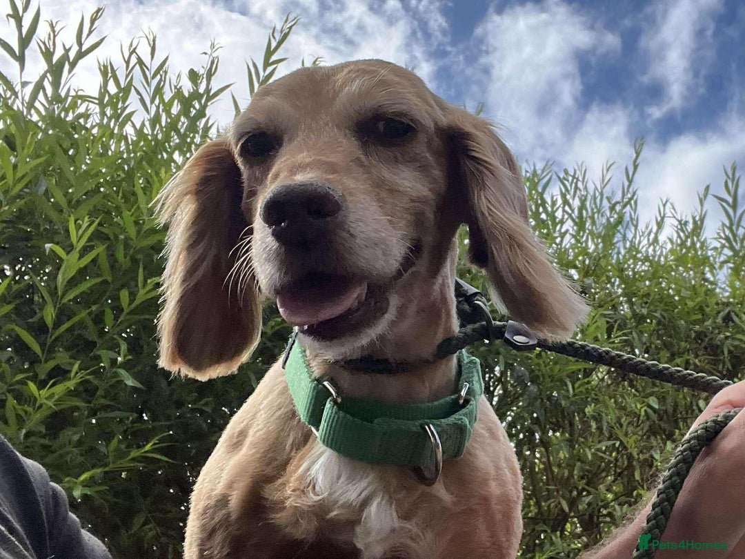 Cocker Spaniel dogs for adoption: Bob needs a loving home  - Advert 21