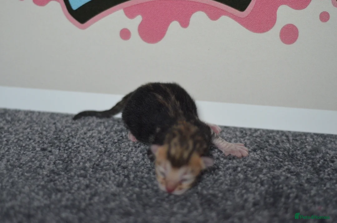 Bengal cats for sale: 🧬LIMITED BENGAL KITTENS🧬 2 females left - Advert 21