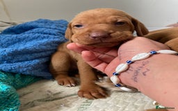 Hungarian Vizsla dogs for sale: 4 adorable Hungarian vizsla BOYS available - Image 26