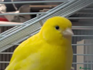 Canaries birds Fife canarys - Advert 6