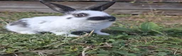 Mixed Breed rabbits for sale: Bunnies and Mom  For Sale🐇 🐇  - Advert 5