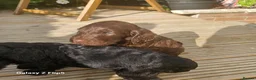 Sproodle dogs for sale: Stunning Sproodles puppys for sale in Maybole - Advert 9