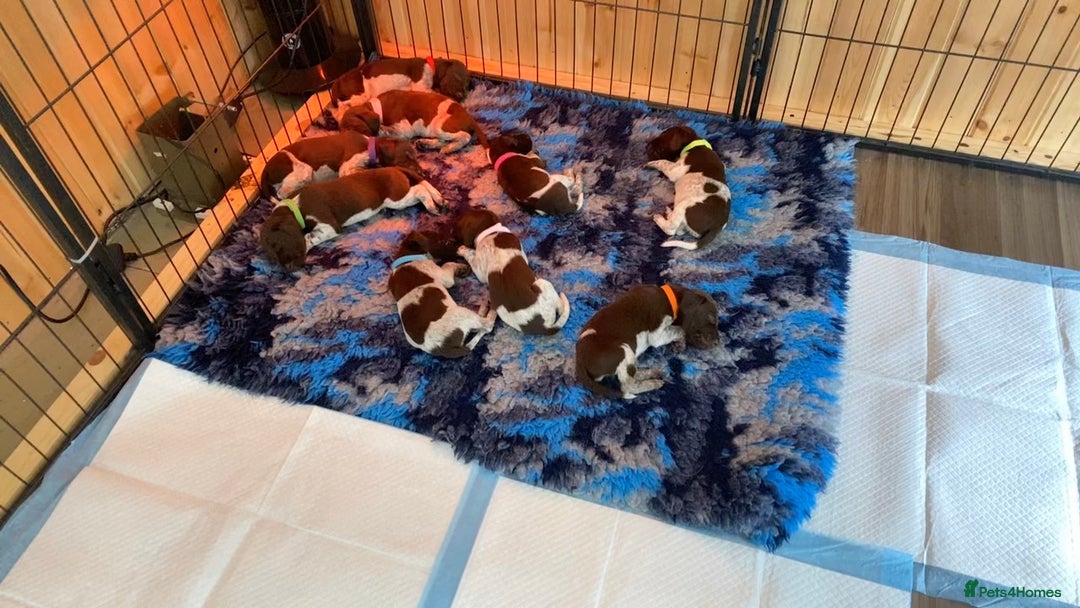 German Shorthaired Pointer dogs for sale: SENSEI-SAINTS German Shorthaired Pointers - Image 5
