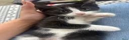 Mixed Breed cats for sale: Kittens  - Advert 4