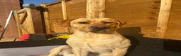 Labrador Retriever dogs for sale: Beautiful Fox Red Labrador - Advert 4