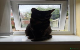 Domestic Shorthair cats for sale: Domestic Longhair Male and Tortoise Shell Female  - Image 2