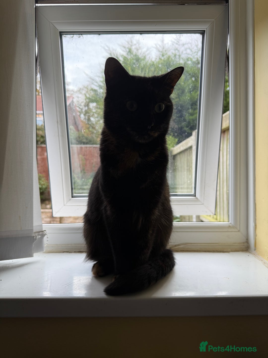Domestic Shorthair cats for sale: Domestic Longhair Male and Tortoise Shell Female  - Image 2