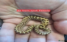 Snake reptiles for sale: Western Hognose Snakes  - Image 9