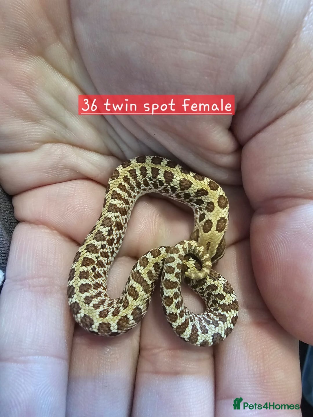 Snake reptiles for sale: Western Hognose Snakes  - Image 9
