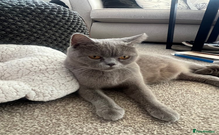 British Shorthair cats British shortHair - Advert 1