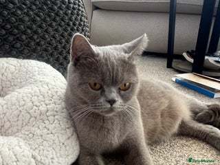 British Shorthair cats British shortHair - Advert 1