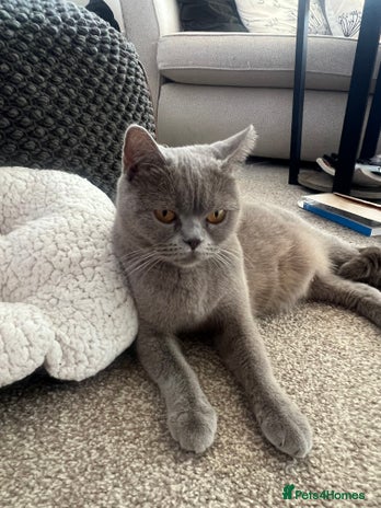 British Shorthair cats British shortHair - Advert 1