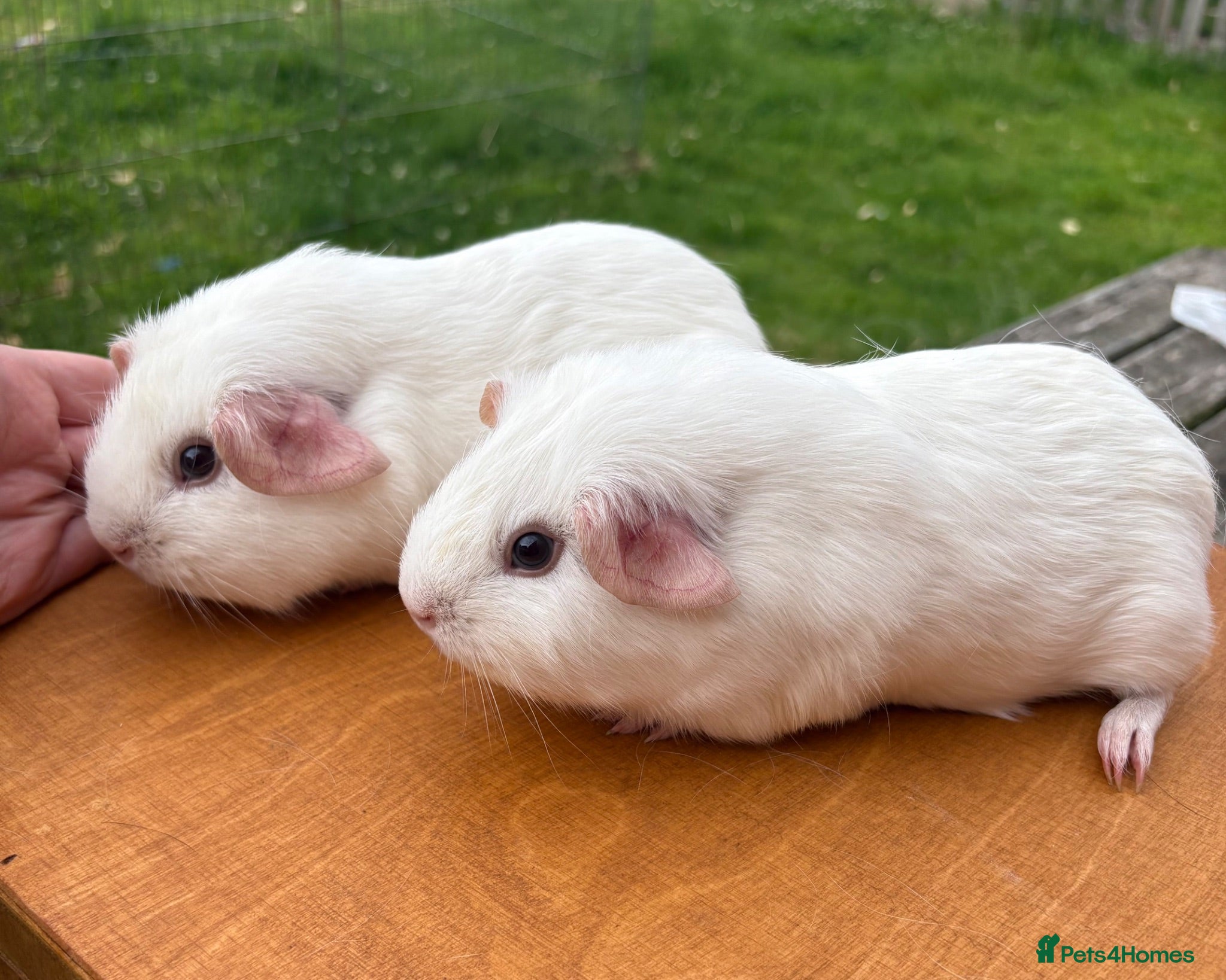 Guinea Pig rodents Beautiful baby & young adult Guinea Pigs. - Advert 1