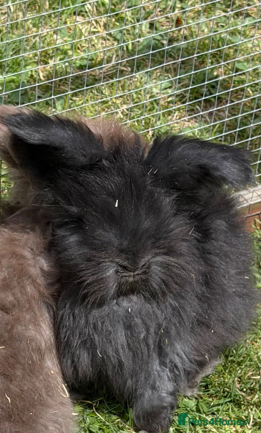 Angora rabbits Angora buns - Advert 2