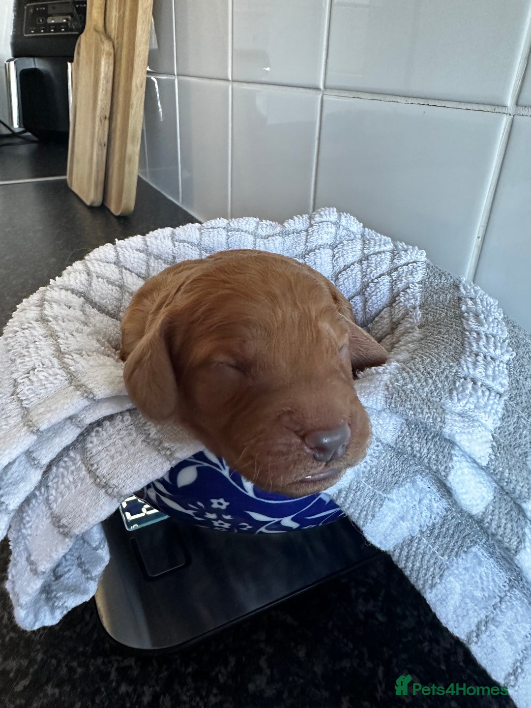 Cockapoo dogs for sale: Red & Apricot Cockapoo puppies  - Advert 20