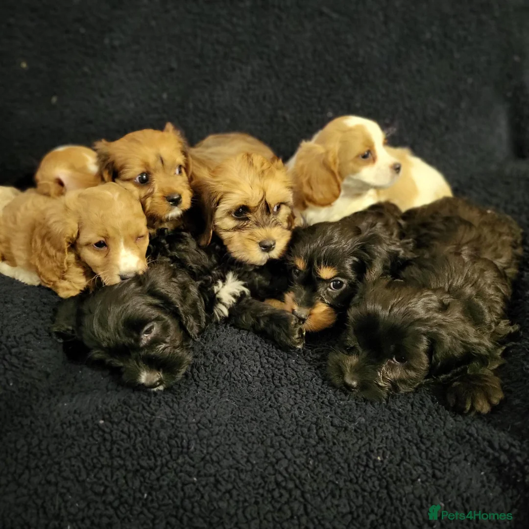 Mixed Breed dogs for sale: Cavapoochon puppies  - Advert 1