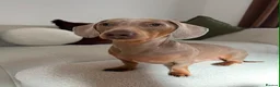 Miniature Dachshund dogs for stud: 💙Isabella miniature dachshund💙 in Reading - Advert 4