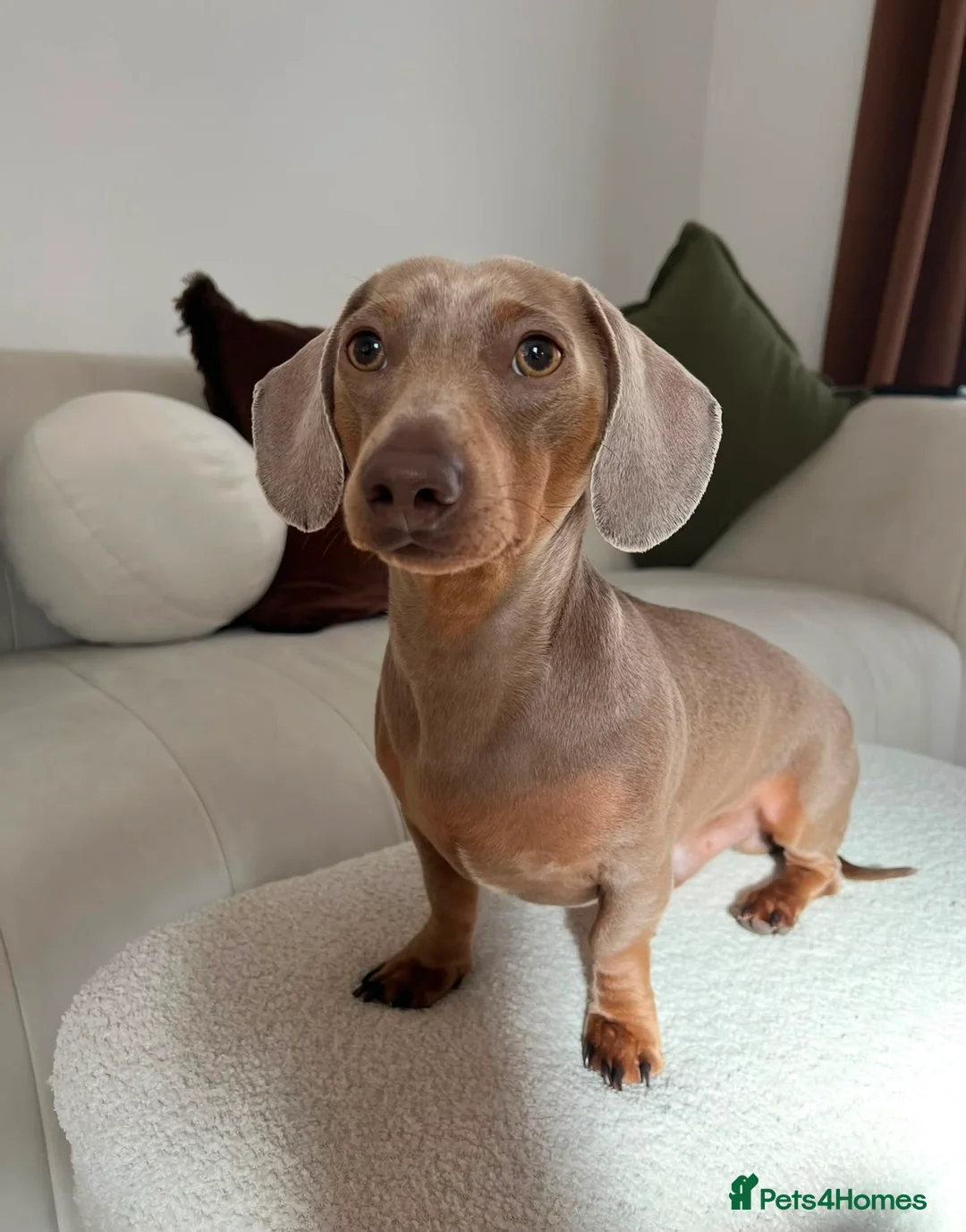 Miniature Dachshund dogs for stud: 💙Isabella miniature dachshund💙 in Reading - Advert 4