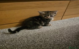 American Shorthair cats for sale: American Shorthair - Image 2