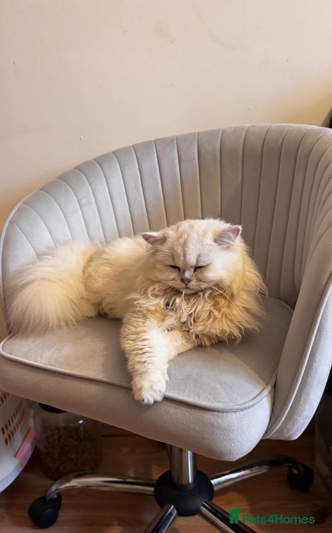 British Longhair cats for sale: Purebred BSL – Looking for Her Forever Home 🐾 - Advert 2