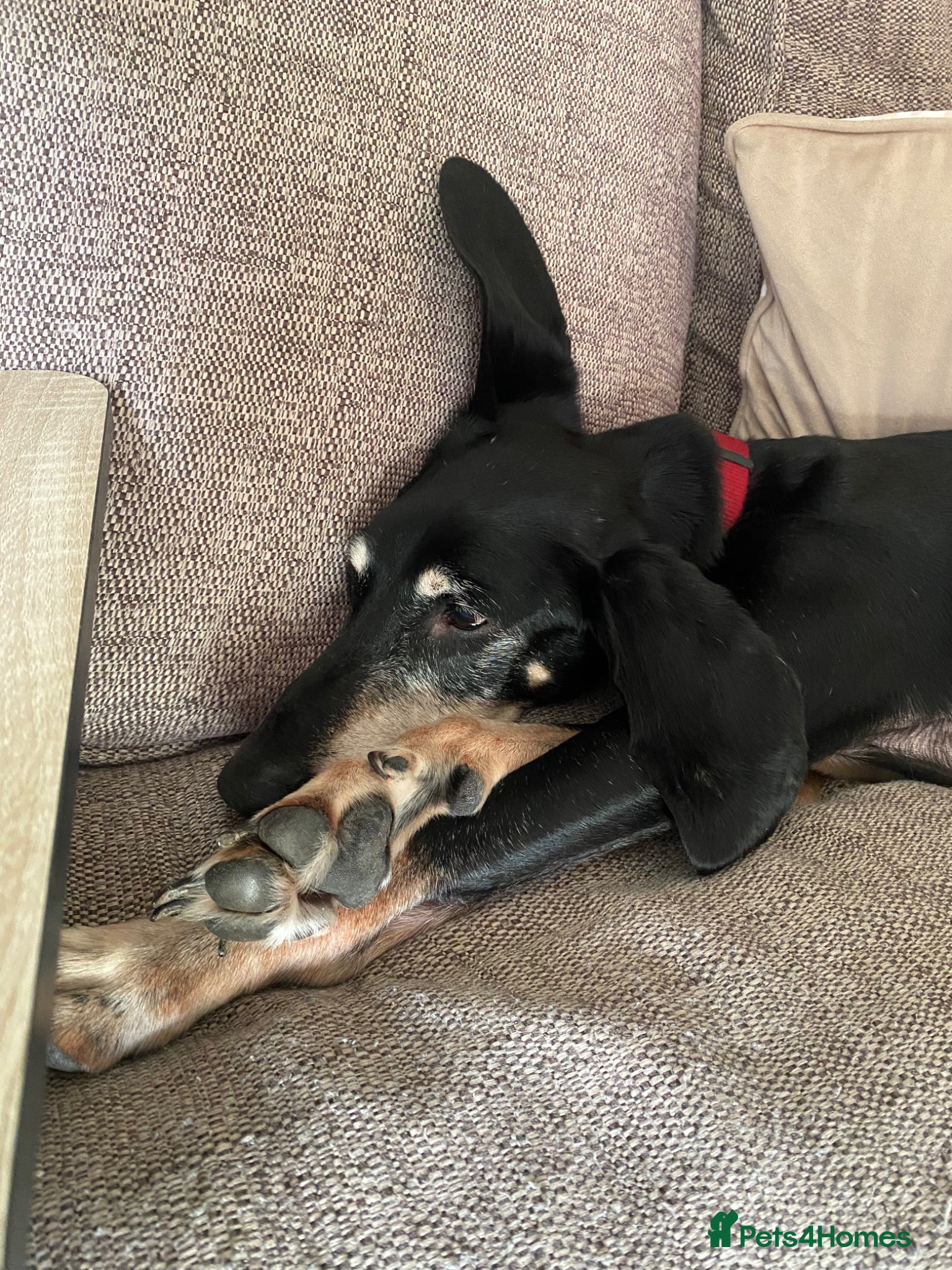 Mixed Breed dogs mixed breed - Advert 2